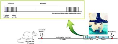 Intermittent theta burst stimulation attenuates oxidative stress and reactive astrogliosis in the streptozotocin-induced model of Alzheimer’s disease-like pathology